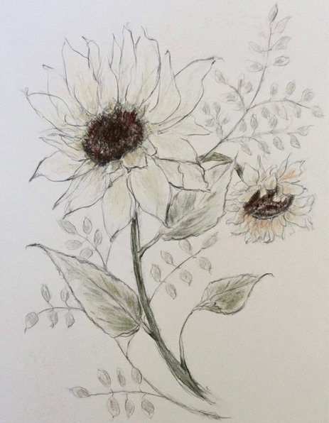 Sundflowers fine art drawing