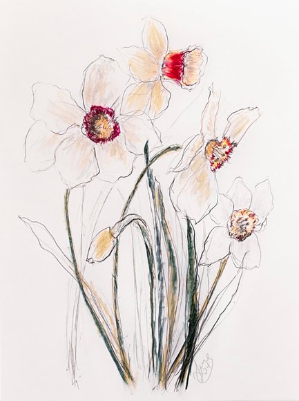 Daffodils. Coloured pencil art by June Rydgren